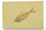 Detailed Fossil Fish (Diplomystus) - Wyoming #369443-1